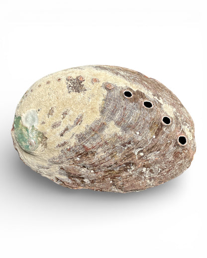 Abalone-Muschel Räucherschale 10 cm – handgefertigt, Naturprodukt, 🧘 für Ausräuchern Wohnung, Haus, Meditation & Energie unten