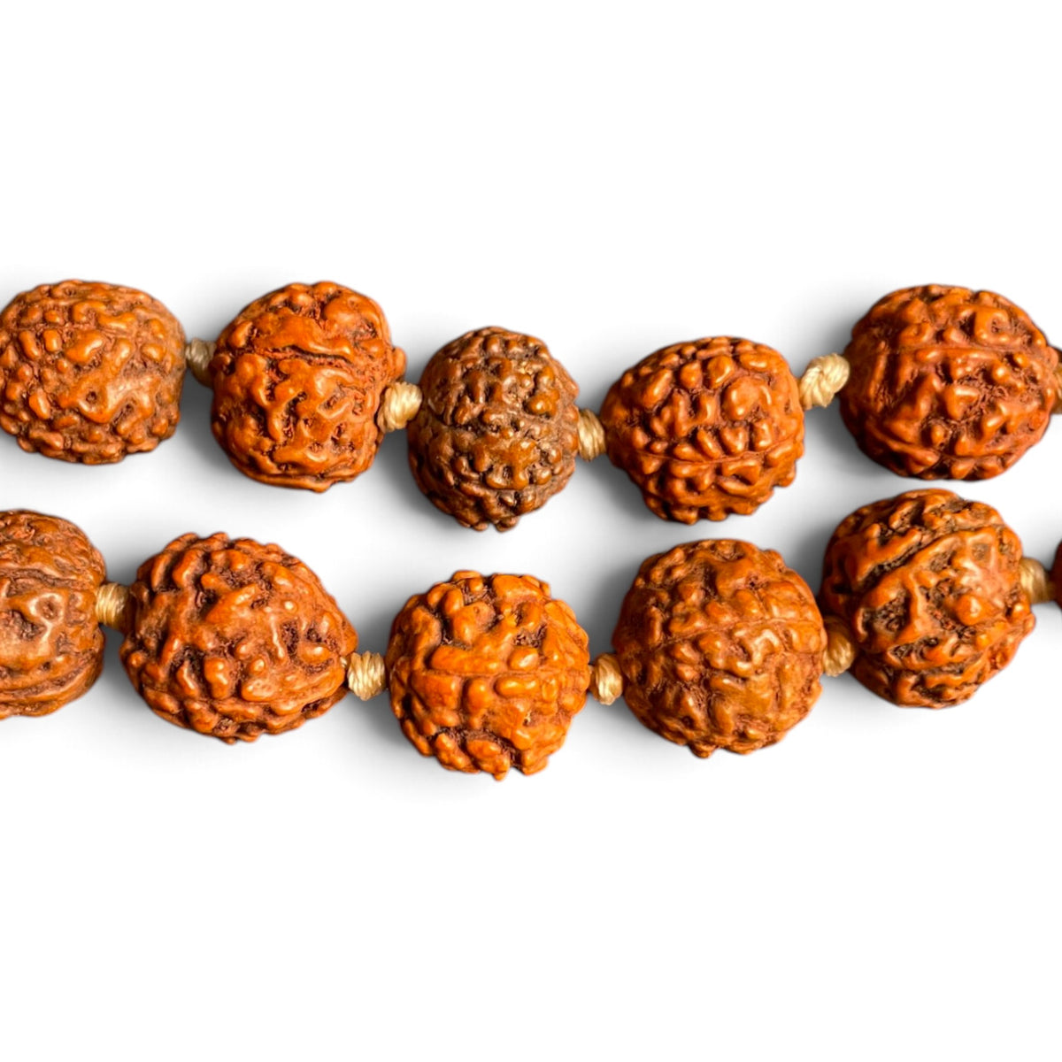 Nahaufnahme echter Rudraksha-Samen mit natürlicher, gefurchter Oberfläche und Knoten