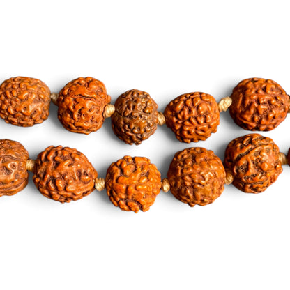 Nahaufnahme echter Rudraksha-Samen mit natürlicher, gefurchter Oberfläche und Knoten