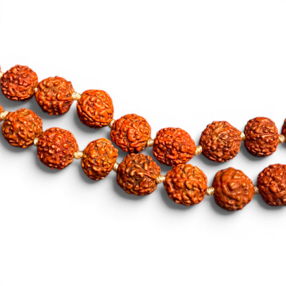 udraksha Mala Gross – Nahaufnahme der 9mm Perlen mit natürlichen Mukhi-Rillen und goldenen Knoten